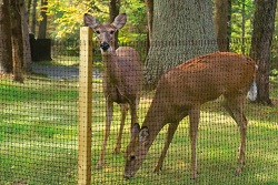 Deer Fencing